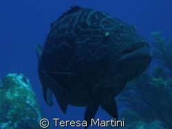 Close up Grouper by Teresa Martini 